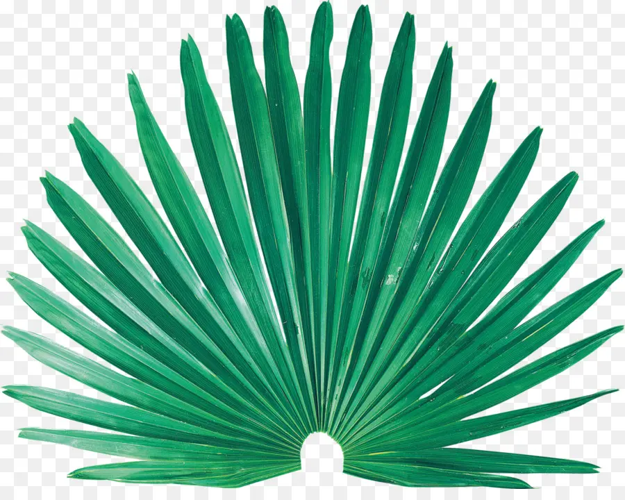 Palme，Feuille PNG