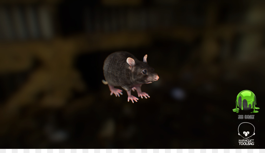 Rat，Murides PNG