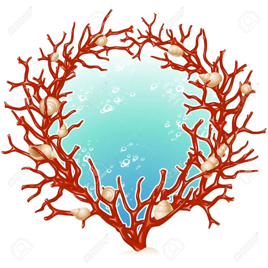 Corail Rouge，Coquilles PNG