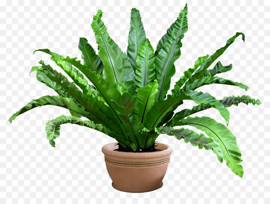 Plante Verte，Mis En Pot PNG