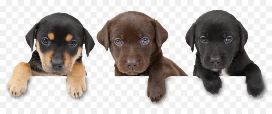 Chiots，Chiens PNG