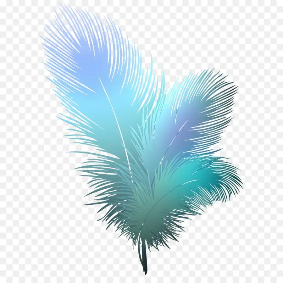 Oiseau，Plume PNG