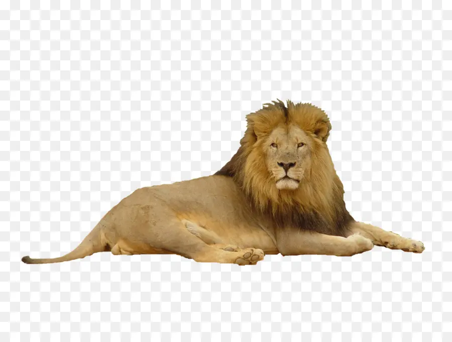Lion，Felidae PNG