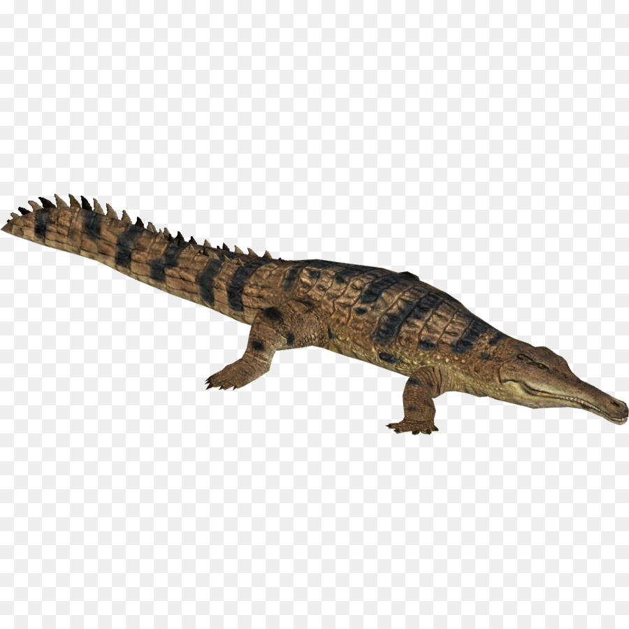 Crocodile，Reptile PNG