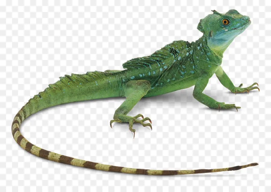 Lézard Vert，Reptile PNG