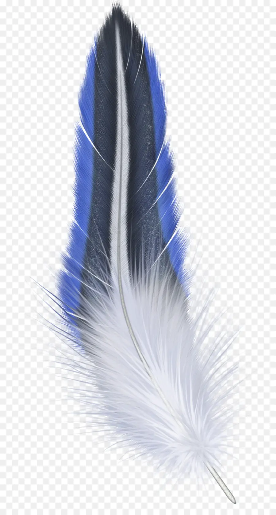 Oiseau，Plume PNG