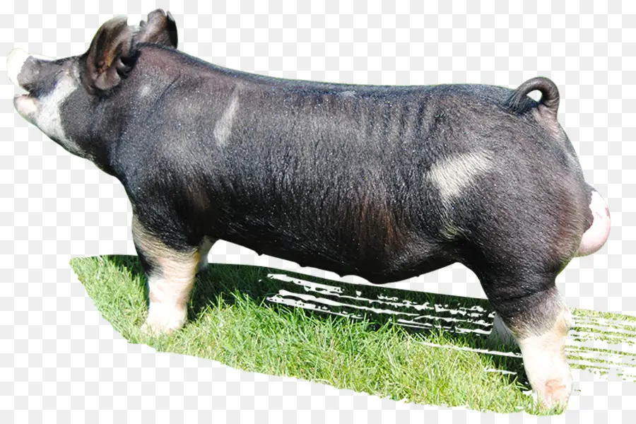 Cochon，Ferme PNG