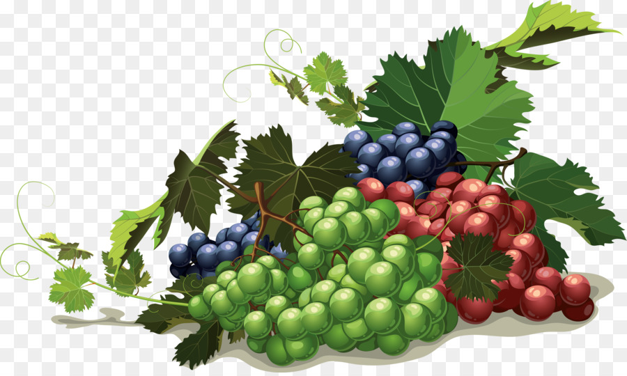 Raisins，Vigne PNG