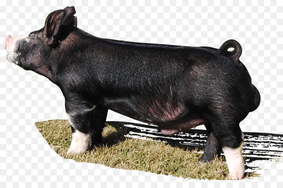 Berkshire Pig，Hampshire Cochon PNG