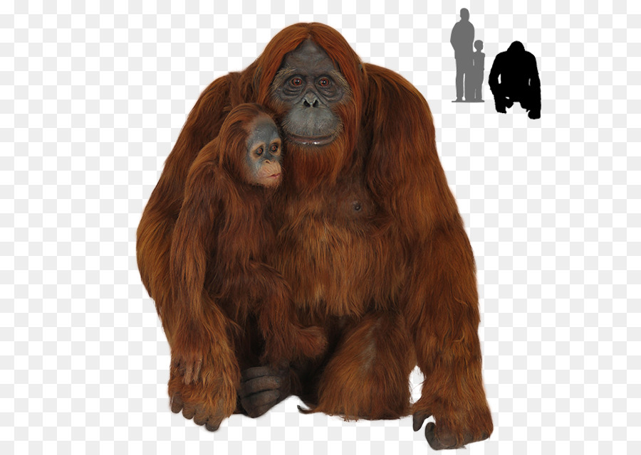 Orangs Outans，Mère PNG