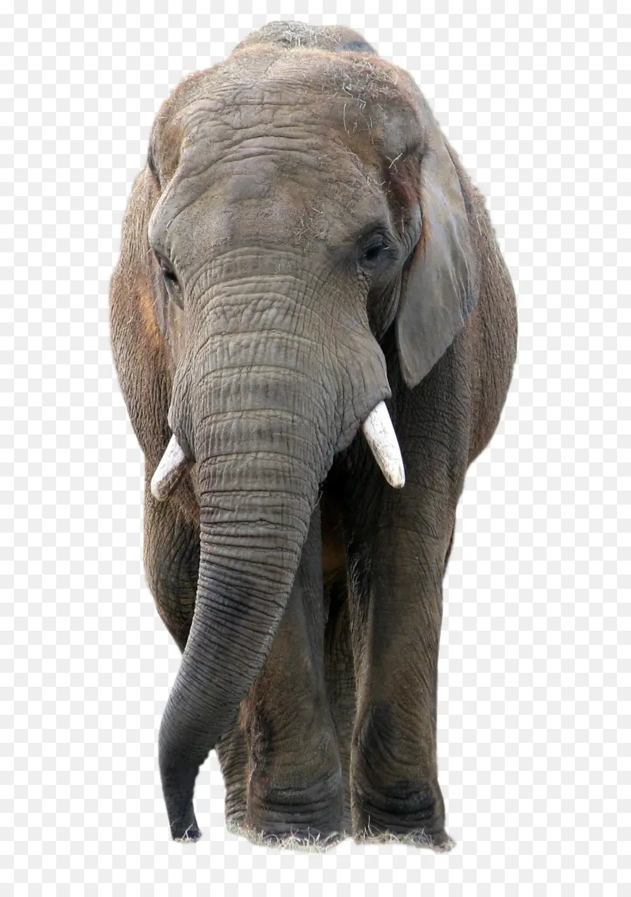 éléphant，Faune PNG