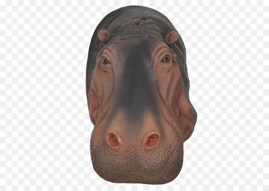 Tête D'hippopotame，Faune PNG