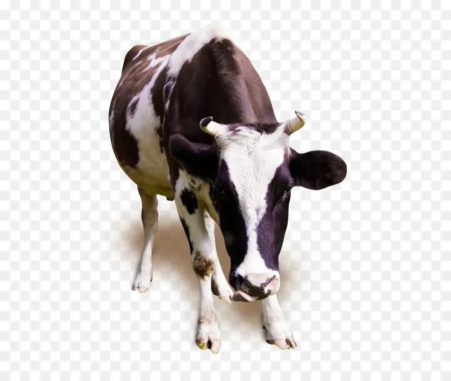 Vache，Bétail PNG