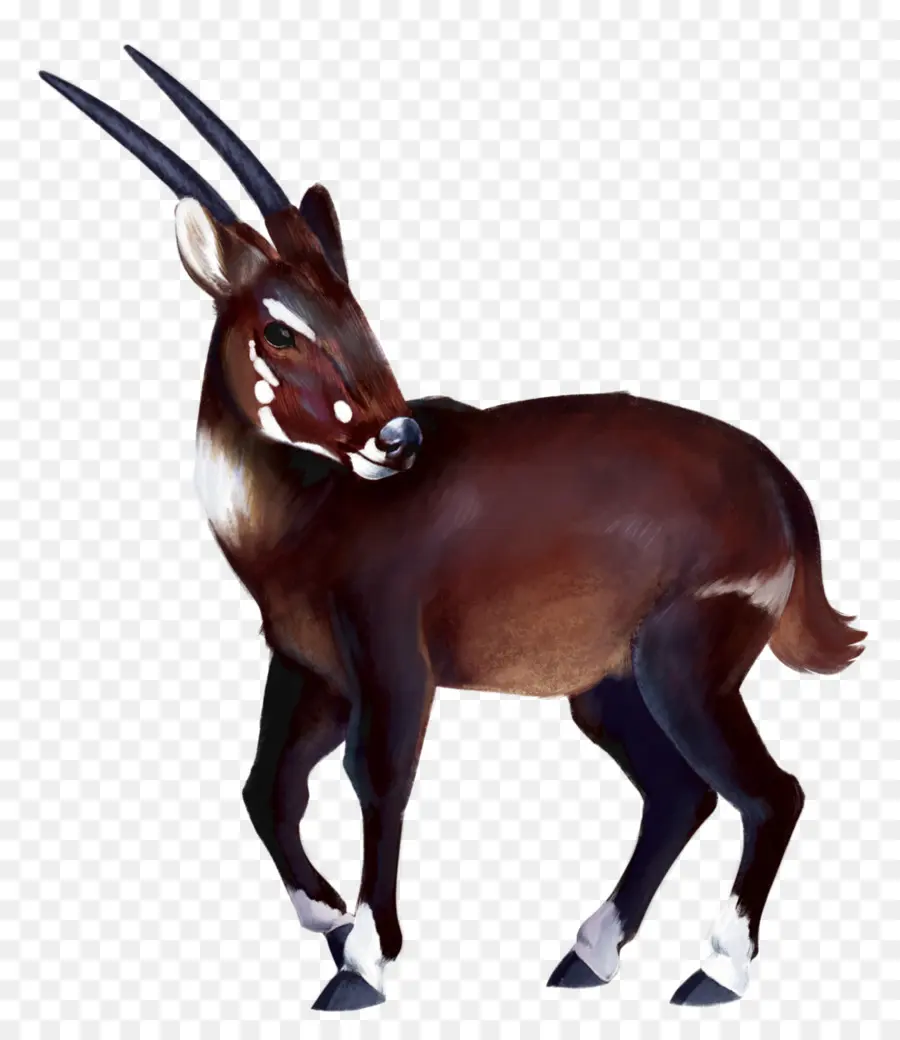 Gazelle，L Antilope PNG