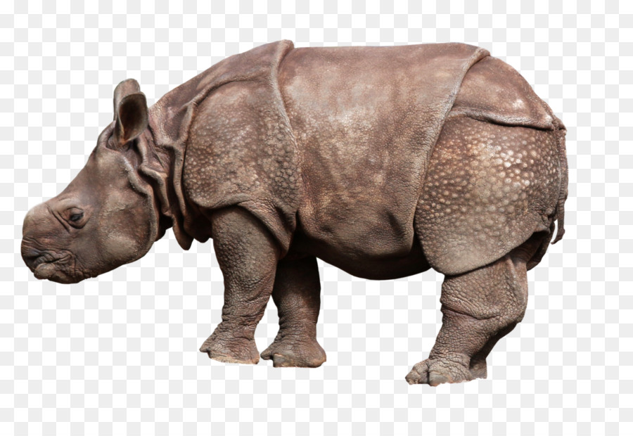 Rhinocéros，Faune PNG