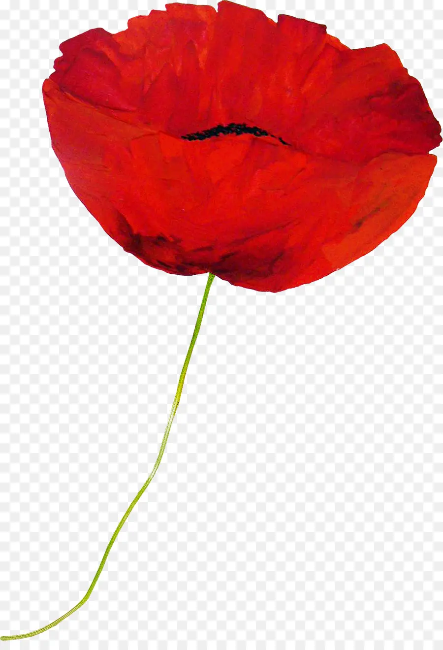 Coquelicot Rouge，Usine PNG