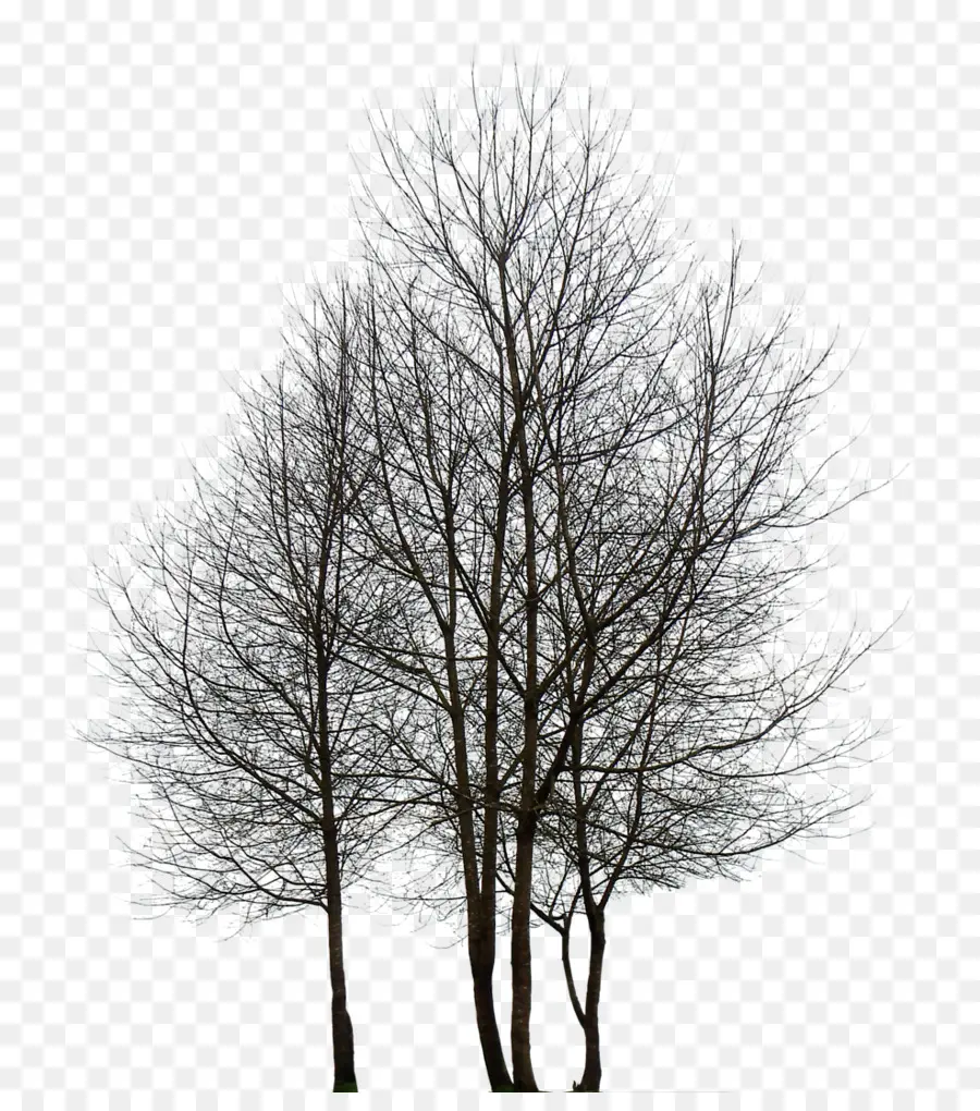 Arbres Nus，Arbres PNG