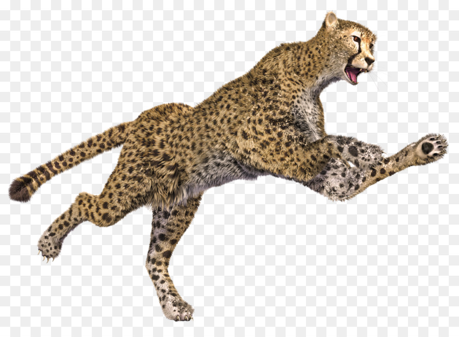 Guépard，Taches PNG