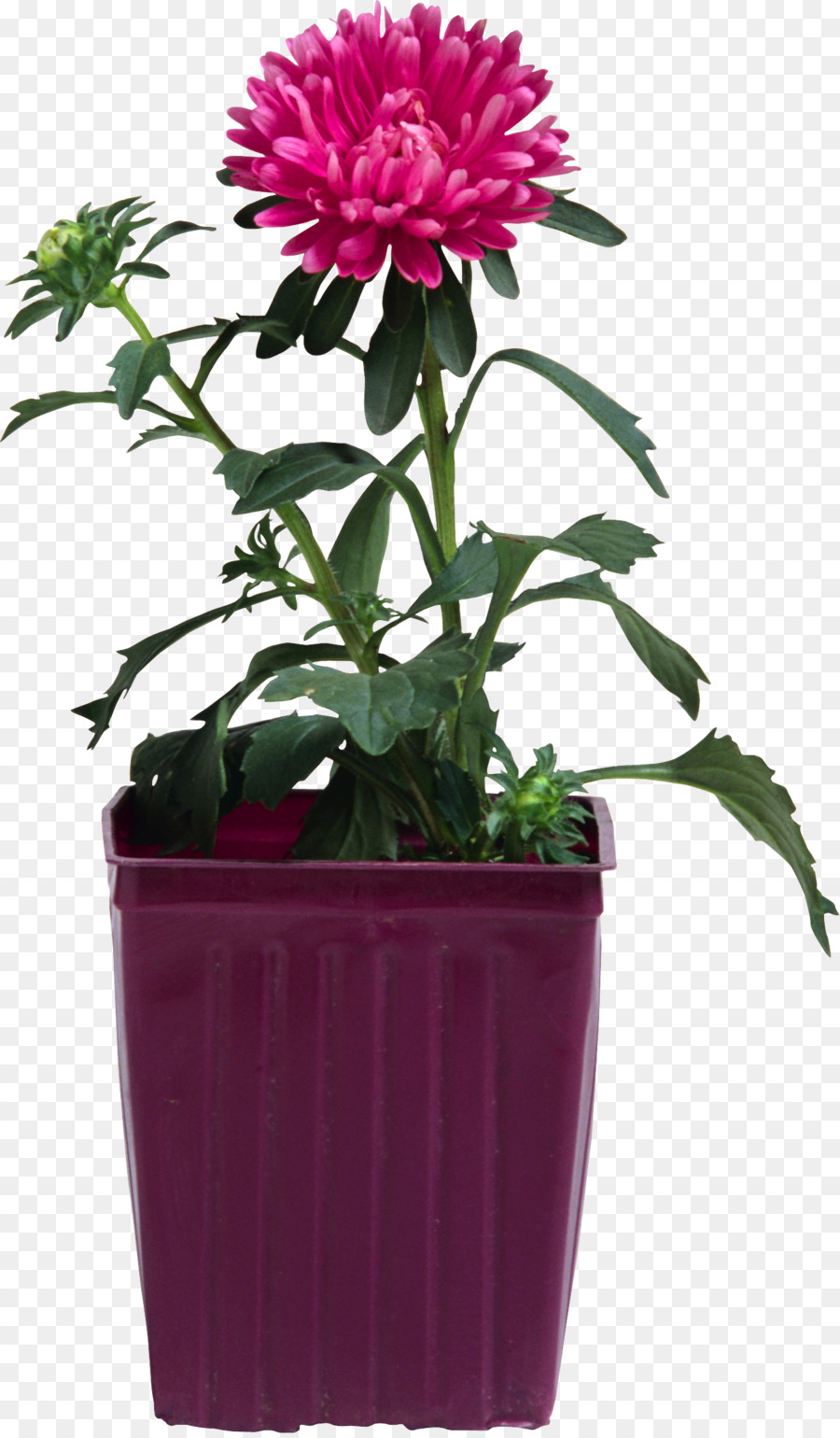 Fleur Rose，Pot PNG