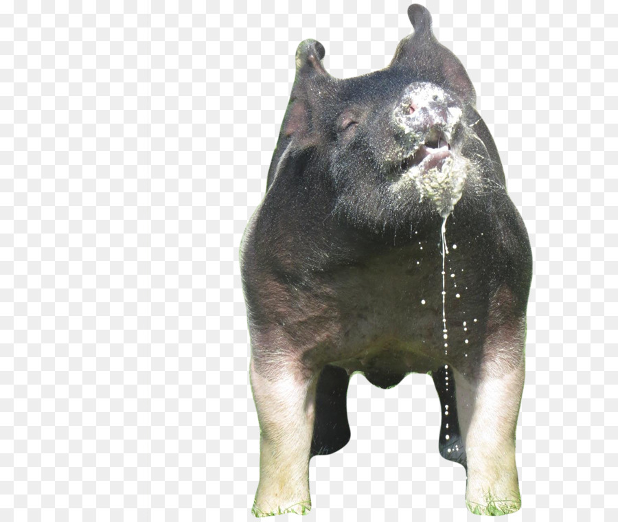 Cochon，Ours PNG