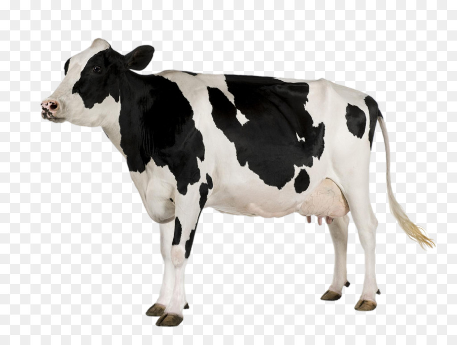 Holstein Friesian Bovins，Le Papier Peint Du Bureau PNG