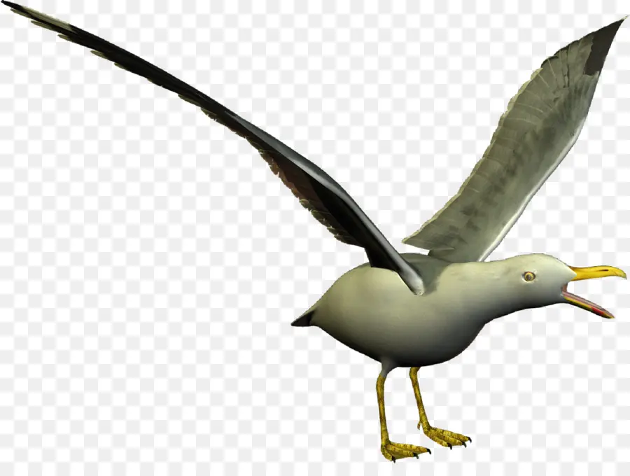 Mouette，Eau PNG