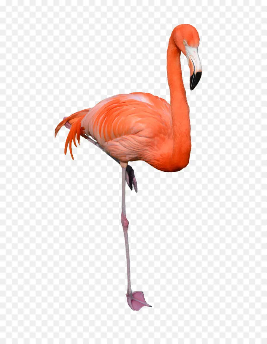 Flamant Rose，Debout PNG