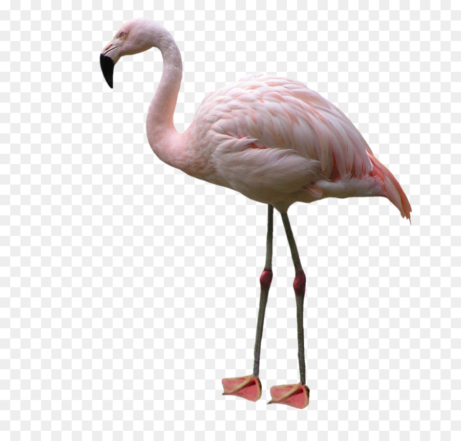 Flamant Rose，Animal PNG