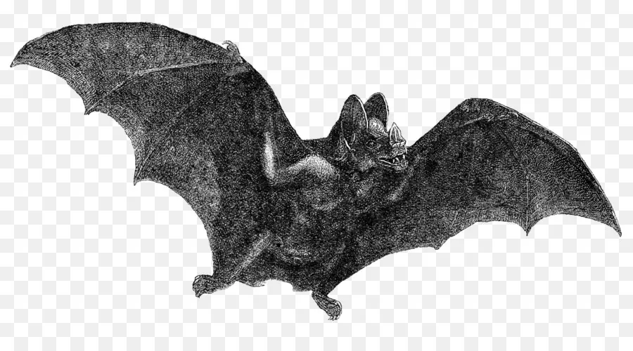 Chauve Souris，Halloween PNG