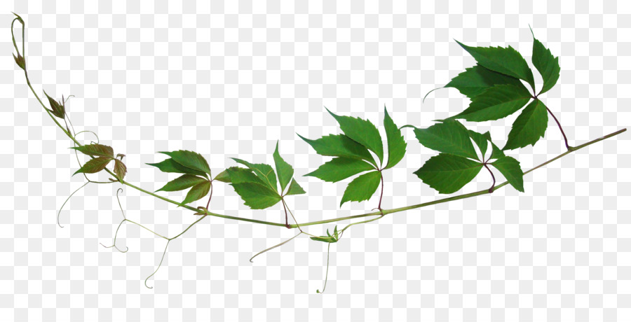 Branche，Feuille PNG