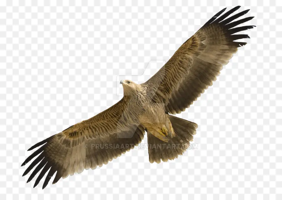 Aigle Volant，Ailes PNG