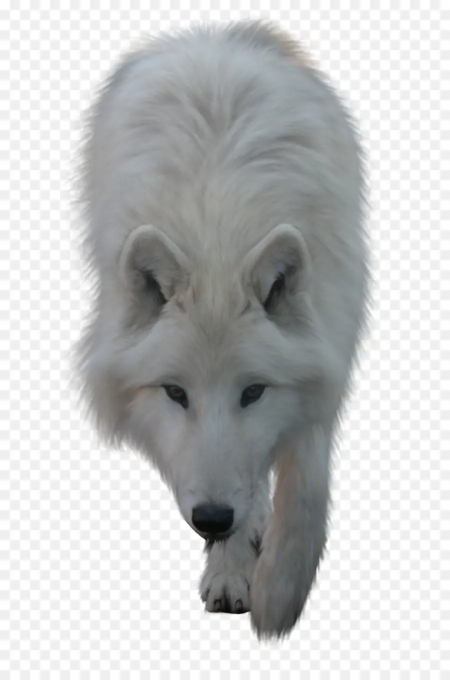 Loup Arctique，Loup Noir PNG