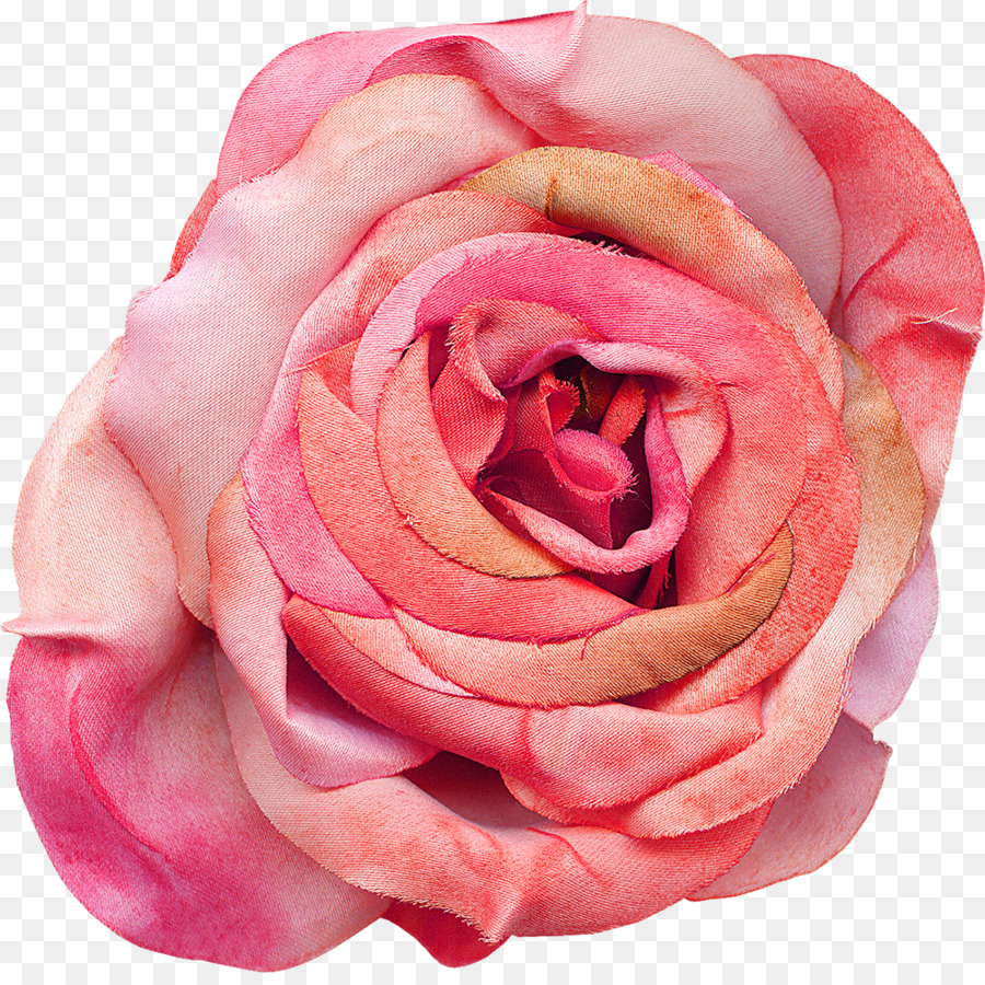 Rose，Floraison PNG