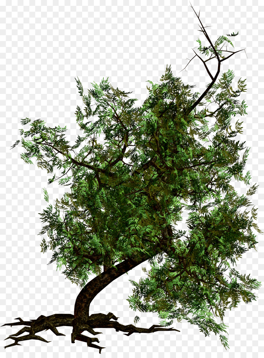 Arbre Vert，Usine PNG