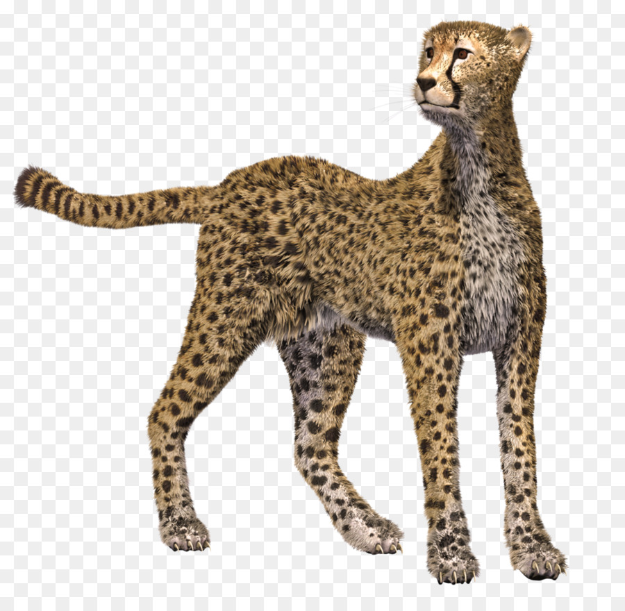 Guépard，Taches PNG