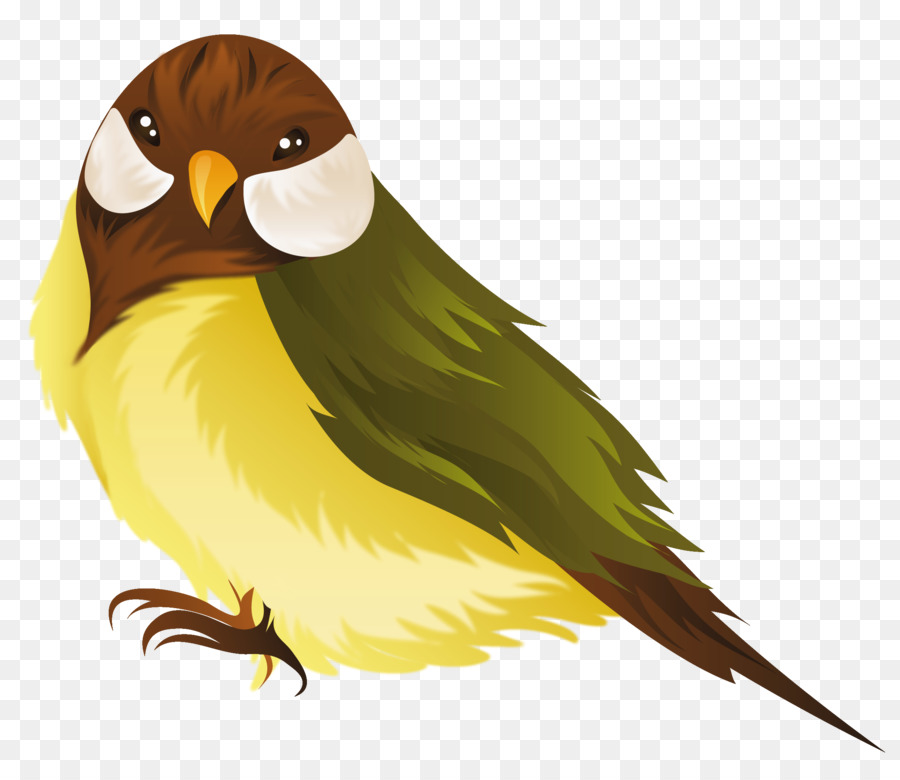 Oiseau，Plumes PNG