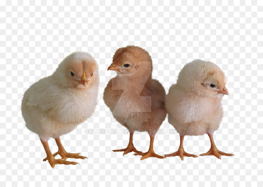 Poussins，Jaune PNG