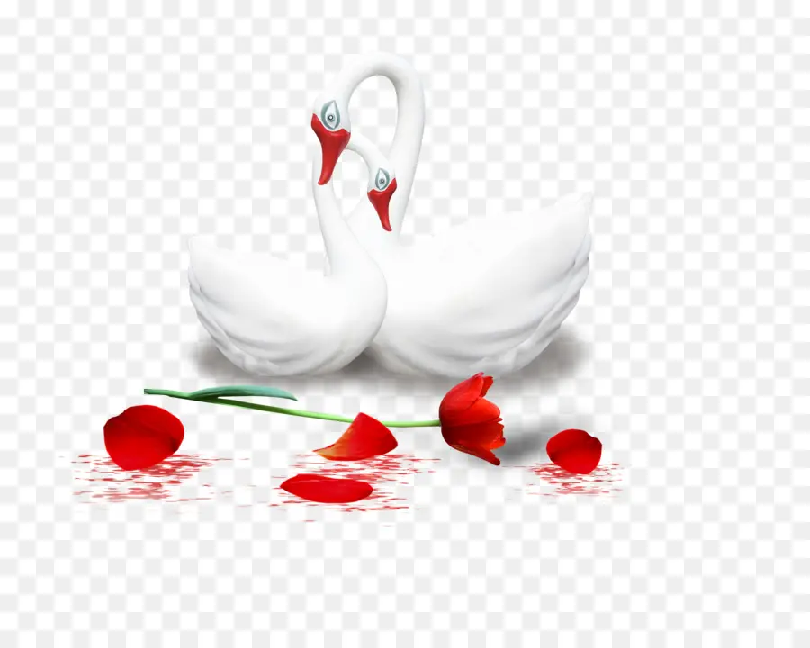 Cygnes Et Rose，Blanc PNG