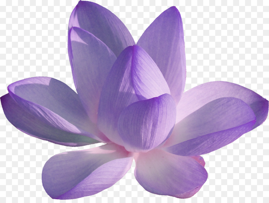 Fleur De Lotus Pourpre，Eau PNG