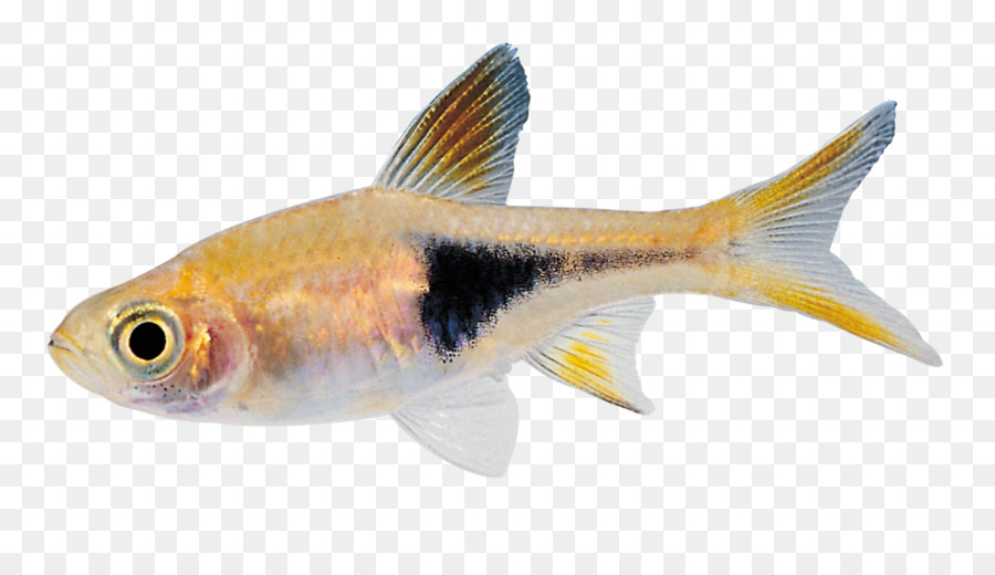 Poisson Jaune，Mer PNG