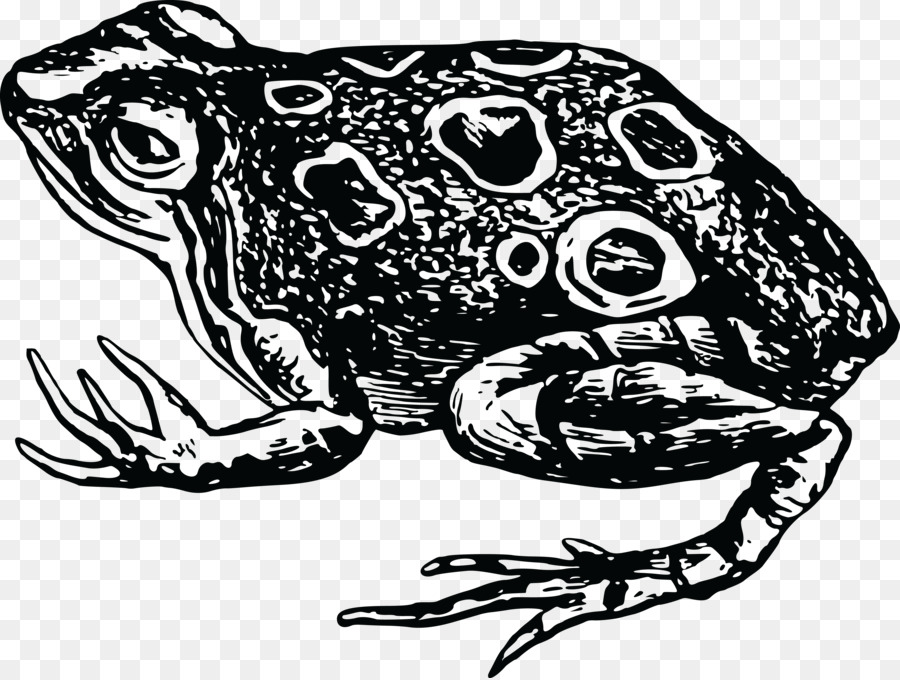 Crapaud，Noir Et Blanc PNG