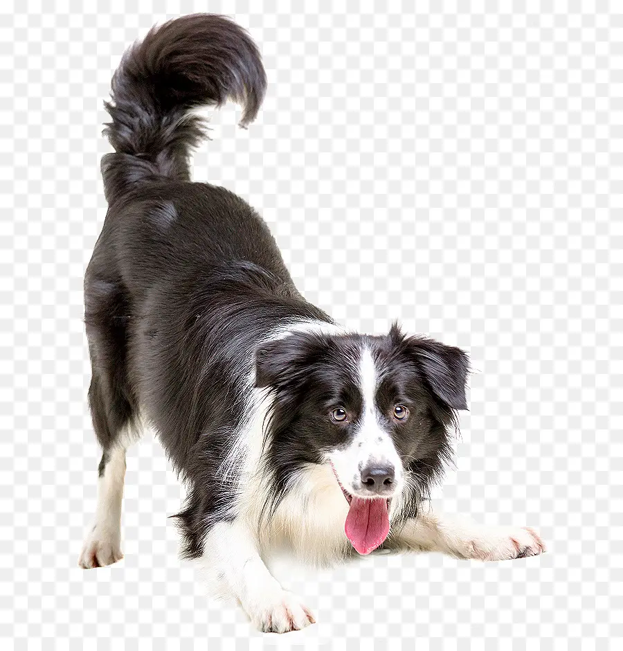 Border Collie，Chiot PNG