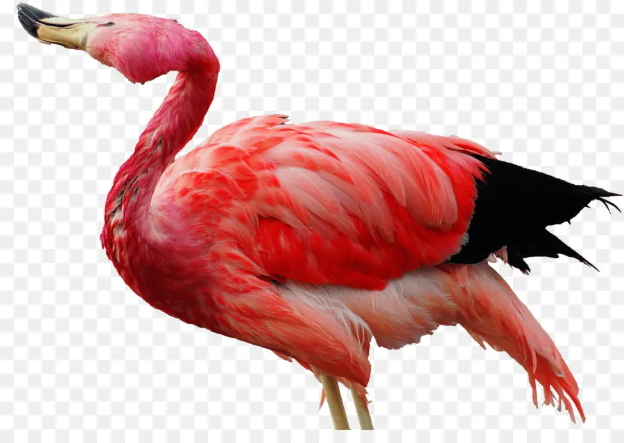 Flamant Rose，Oiseau PNG