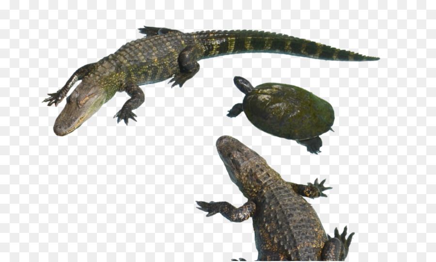 Alligator，Reptile PNG