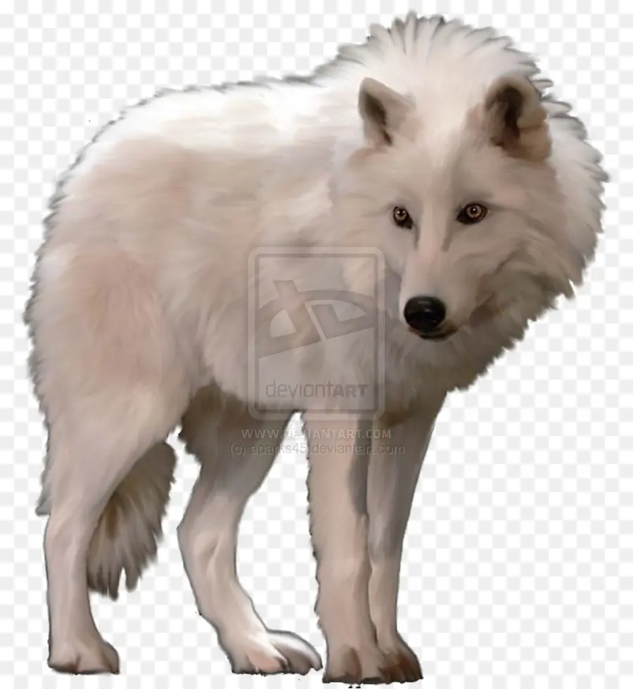 Loup Blanc，Faune PNG