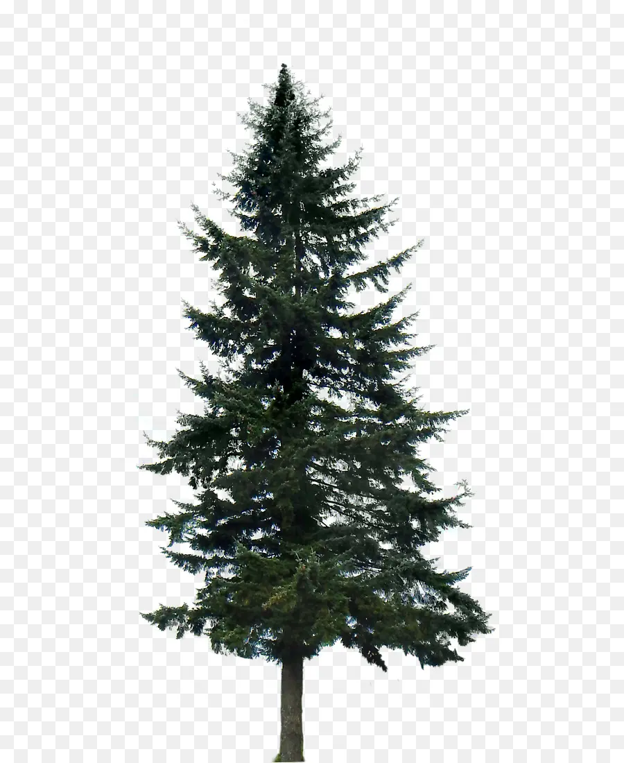 Pin，Arbre PNG