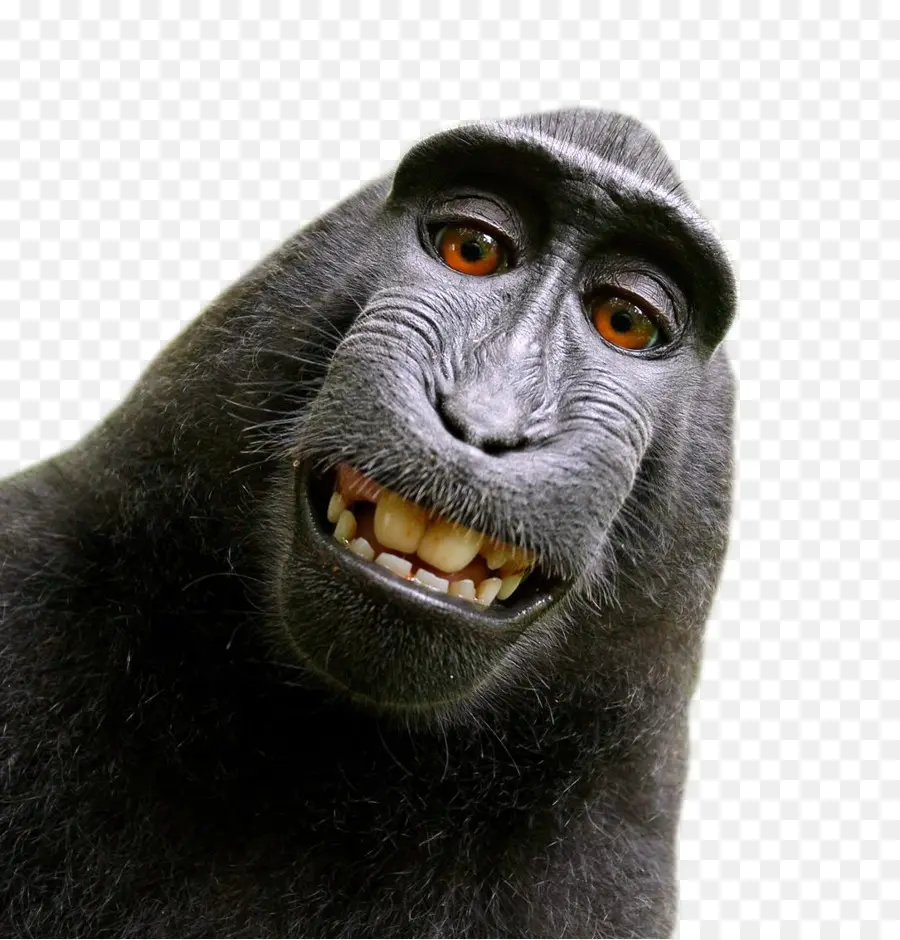 Célèbes Macaque à Crête，Selfie De Singe PNG