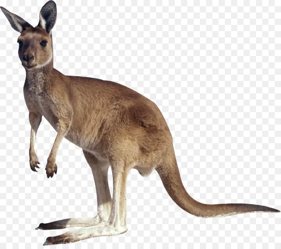 Kangourou，Marsupial PNG