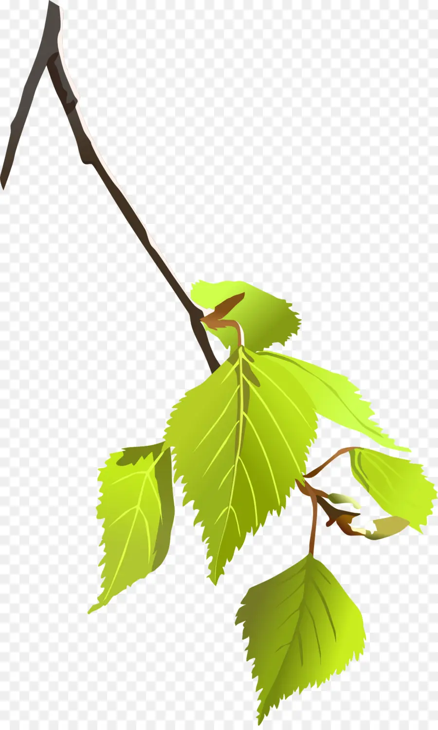 Feuille Verte，Usine PNG