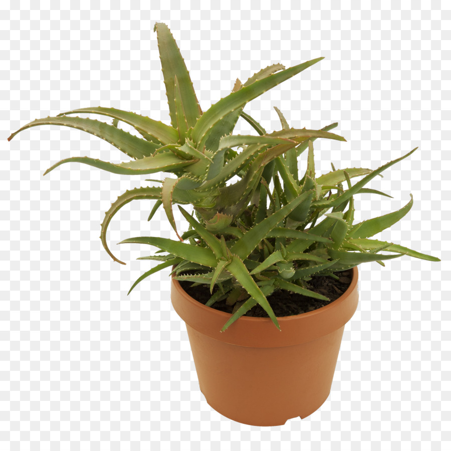 Aloe Vera Vert，Succulent PNG